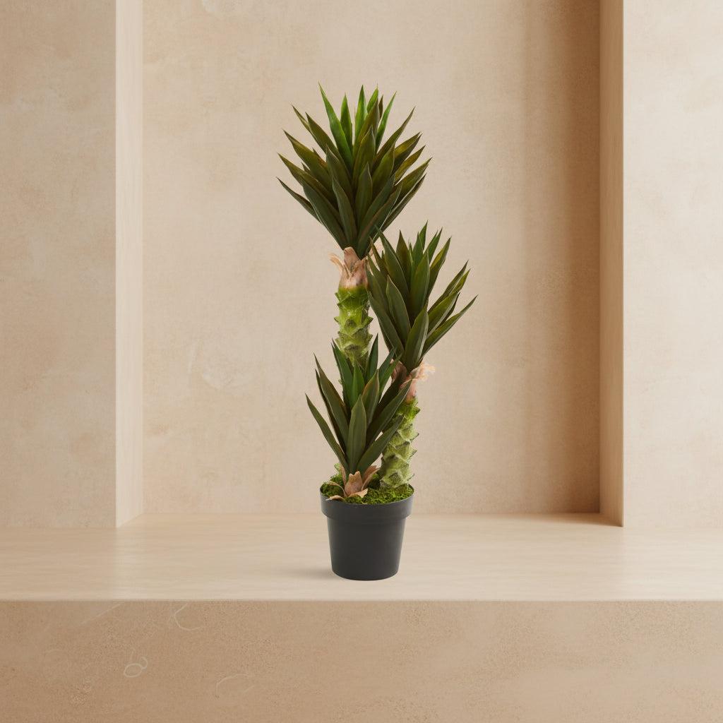 Tall Agave Succulent