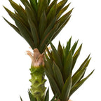 Tall Agave Succulent