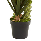 Tall Agave Succulent