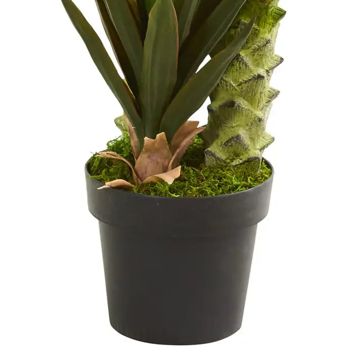 Tall Agave Succulent