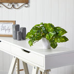 Trailing Pothos Plant - TidyPlant