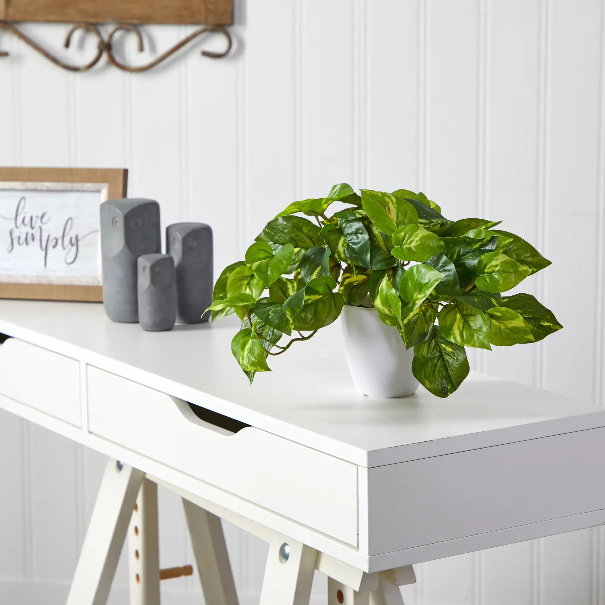 Trailing Pothos Plant - TidyPlant