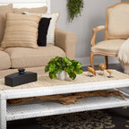 Trailing Pothos Plant - TidyPlant