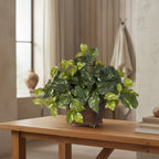 Trailing Pothos Plant - TidyPlant