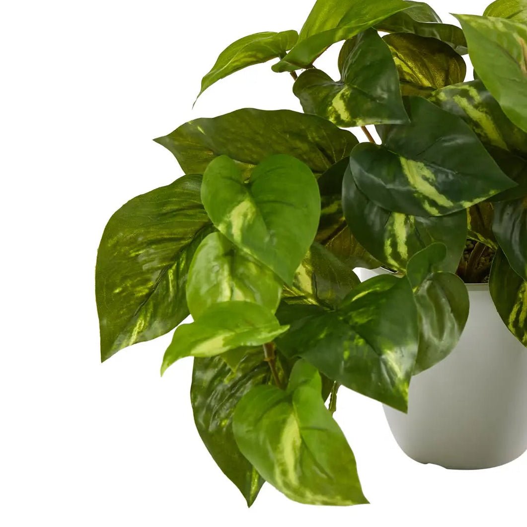 Trailing Pothos Plant - TidyPlant