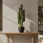 Upright Desert Cactus - TidyPlant