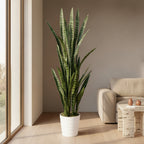 Upright Snake Plant - TidyPlant