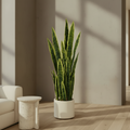 Upright Snake Plant - TidyPlant