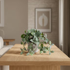 Veined Mosaic Plant - TidyPlant