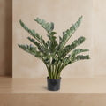 ZZ Plant (Zamiifolia) - TidyPlant