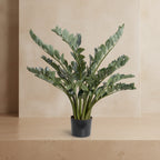ZZ Plant (Zamiifolia) - TidyPlant