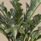 ZZ Plant (Zamiifolia) - TidyPlant