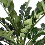 ZZ Plant (Zamiifolia) - TidyPlant