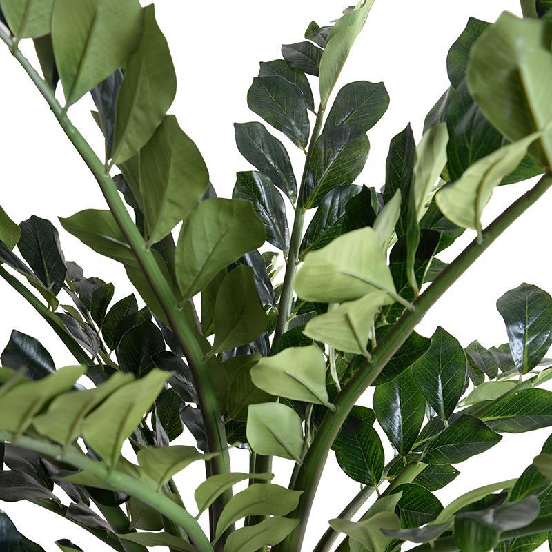 ZZ Plant (Zamiifolia) - TidyPlant