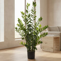 ZZ Plant (Zamioculcas) - TidyPlant