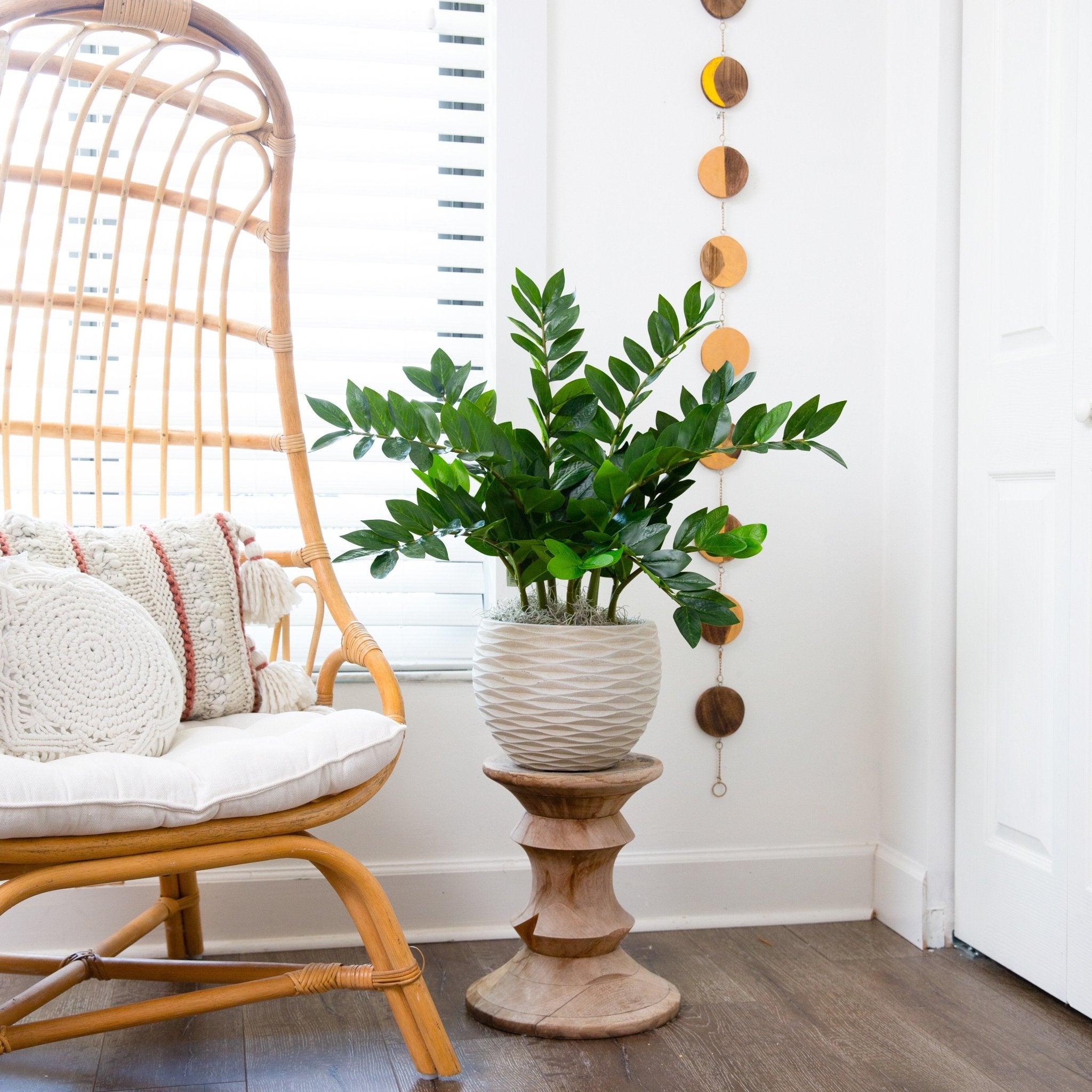 ZZ Plant (Zamioculcas) - TidyPlant