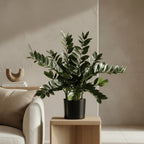 ZZ Plant (Zamioculcas) - TidyPlant