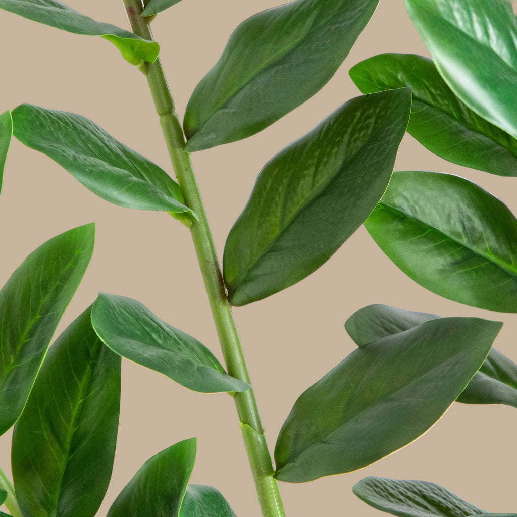 ZZ Plant (Zamioculcas) - TidyPlant