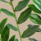 ZZ Plant (Zamioculcas) - TidyPlant