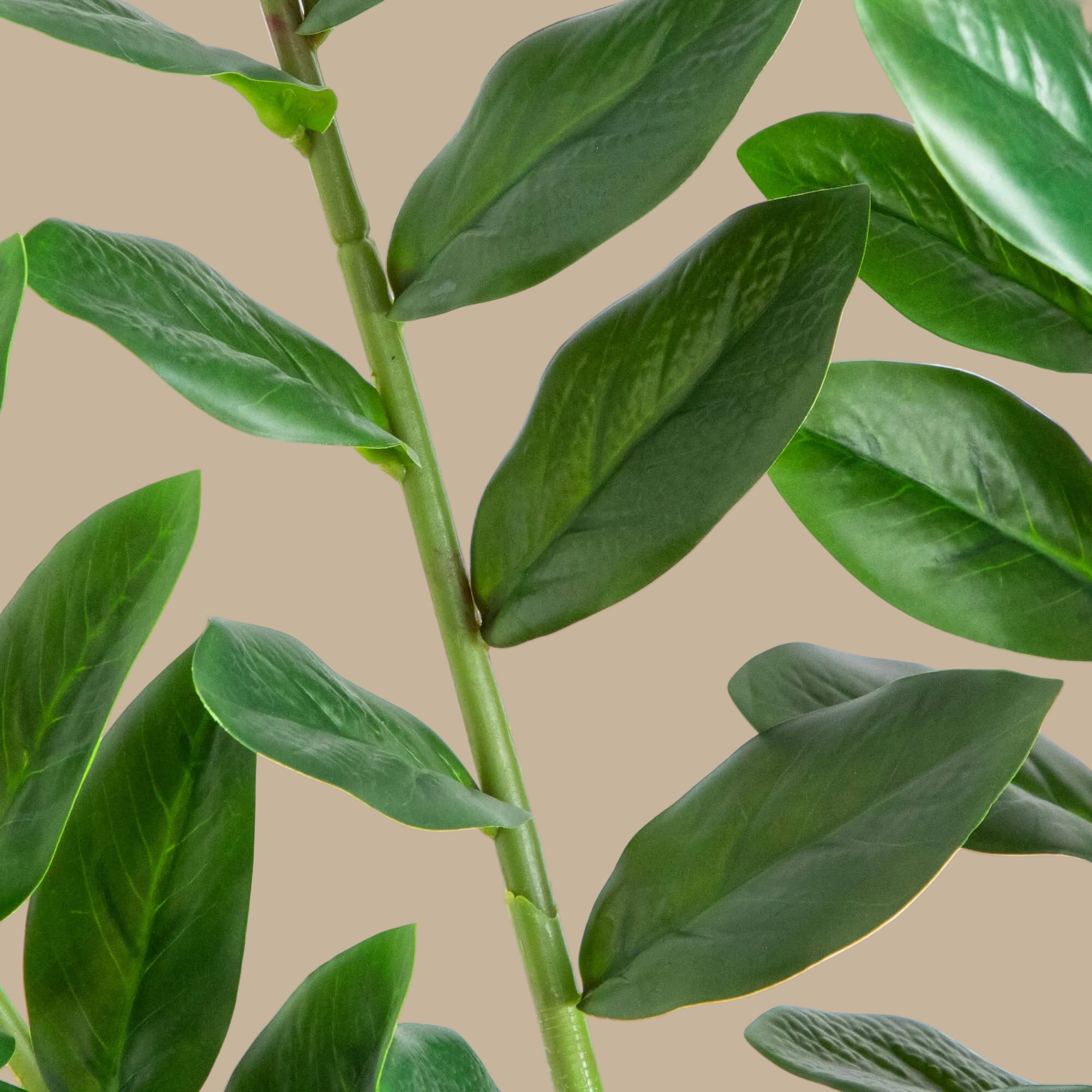 ZZ Plant (Zamioculcas) - TidyPlant