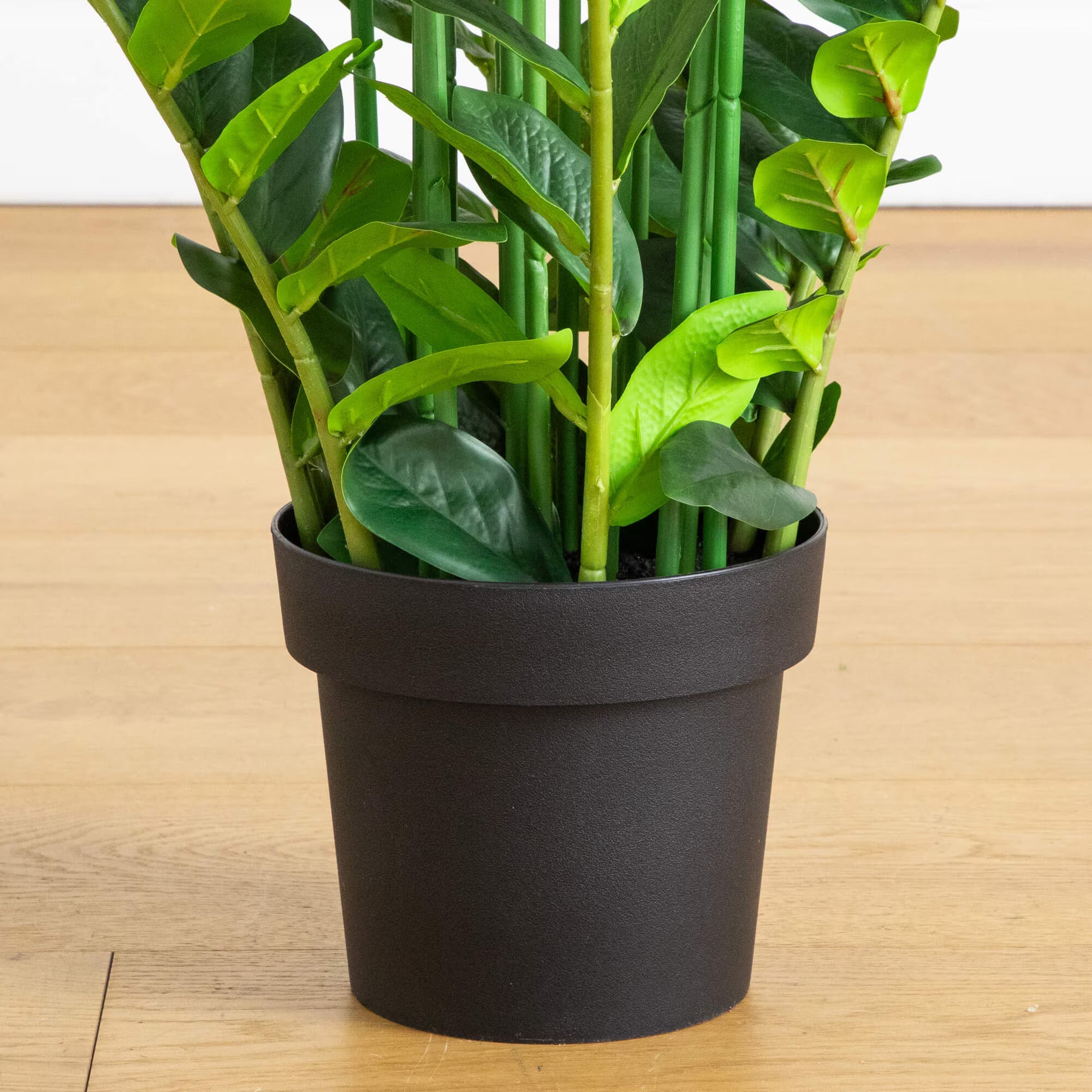 ZZ Plant (Zamioculcas) - TidyPlant