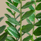 ZZ Plant (Zamioculcas) - TidyPlant