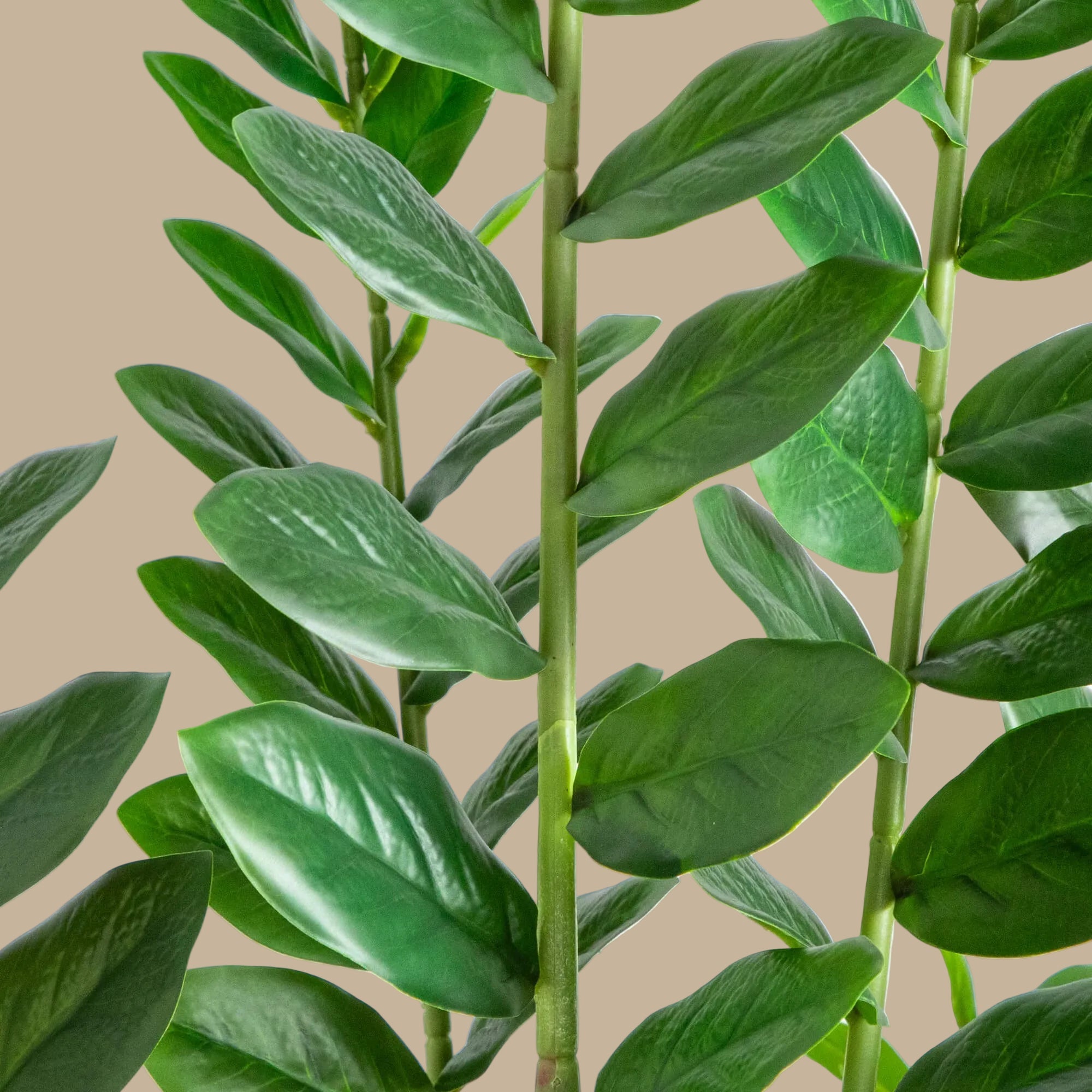 ZZ Plant (Zamioculcas) - TidyPlant