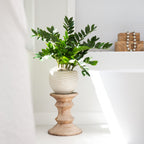 ZZ Plant (Zamioculcas) - TidyPlant