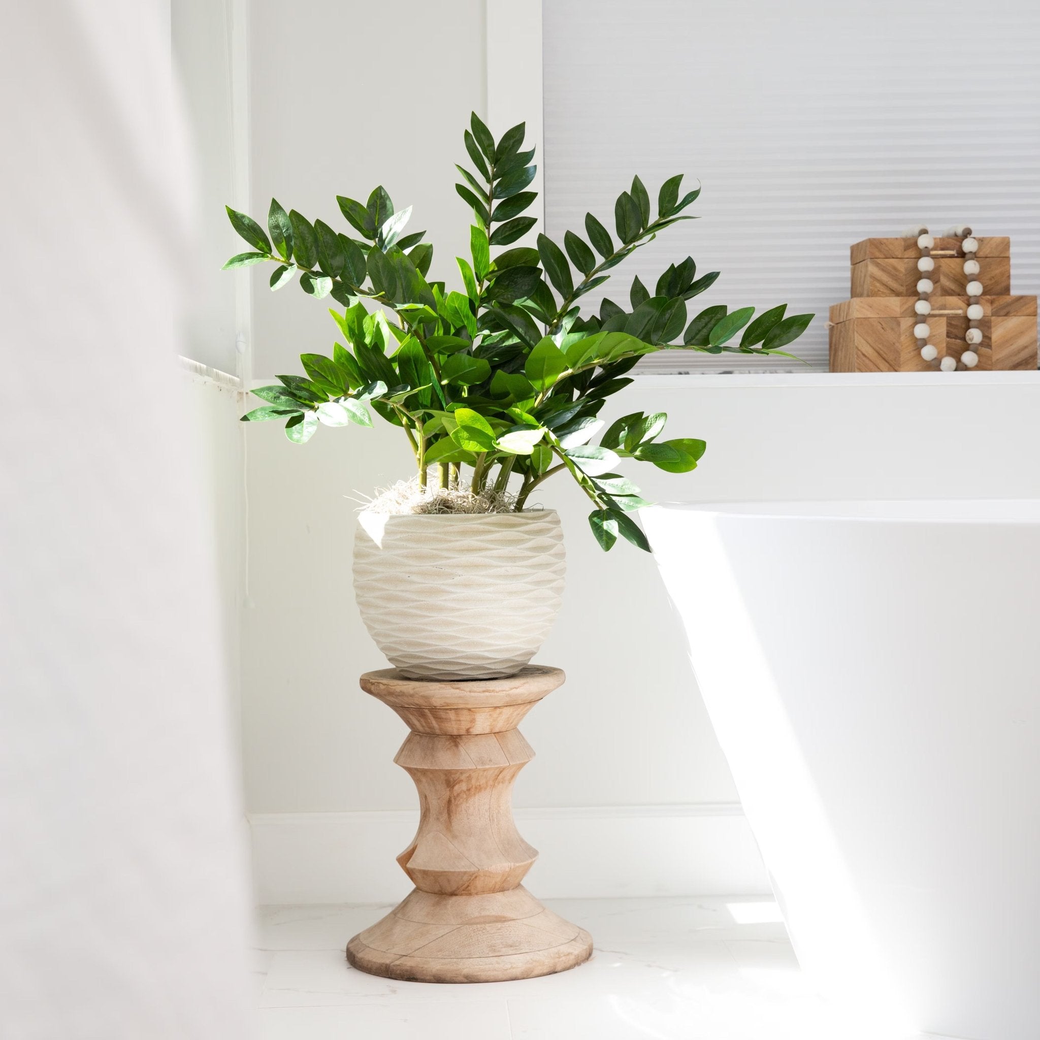 ZZ Plant (Zamioculcas) - TidyPlant