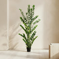 ZZ Plant (Zamioculcas) - TidyPlant