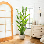ZZ Plant (Zamioculcas) - TidyPlant