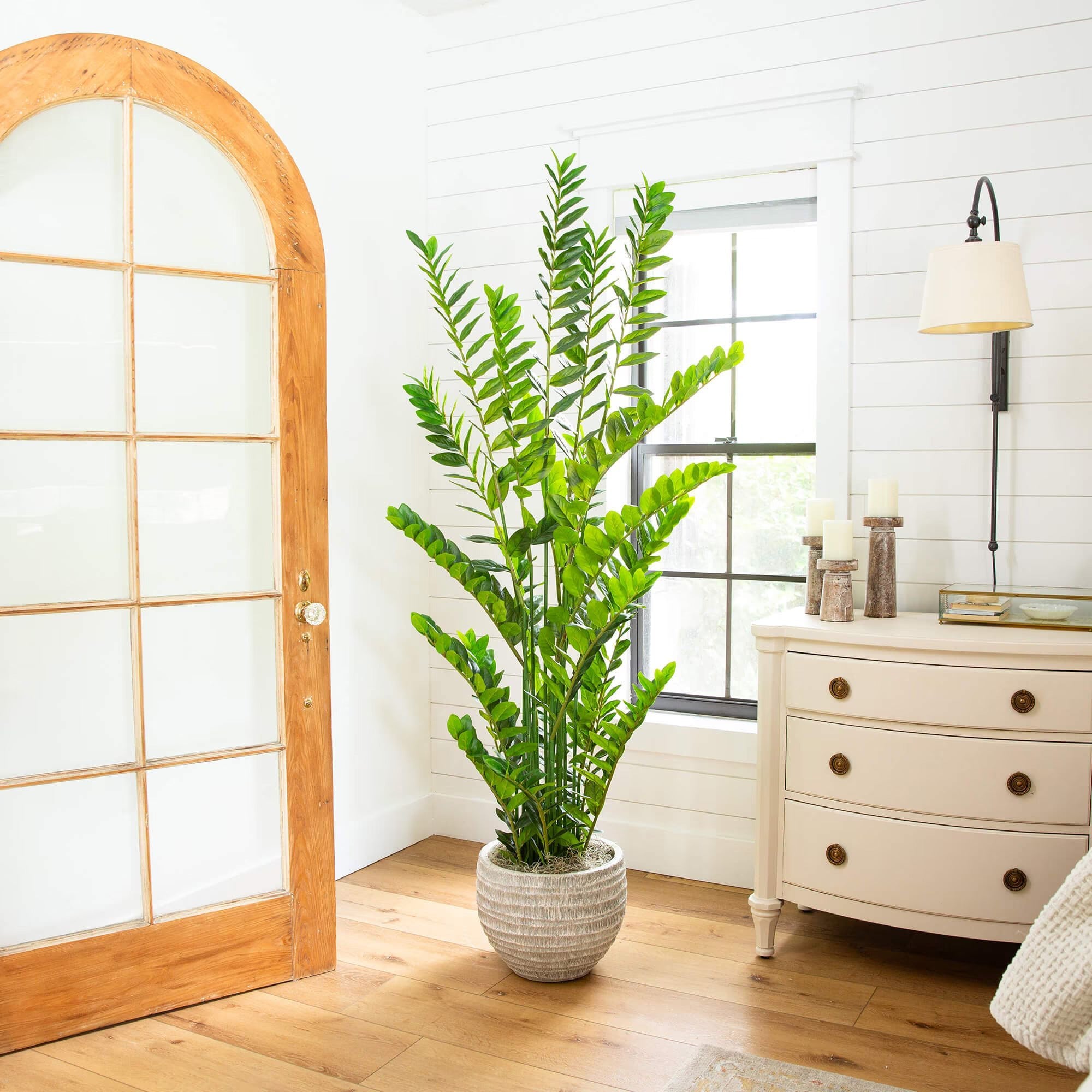 ZZ Plant (Zamioculcas) - TidyPlant