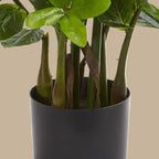 ZZ Plant (Zamioculcas) - TidyPlant