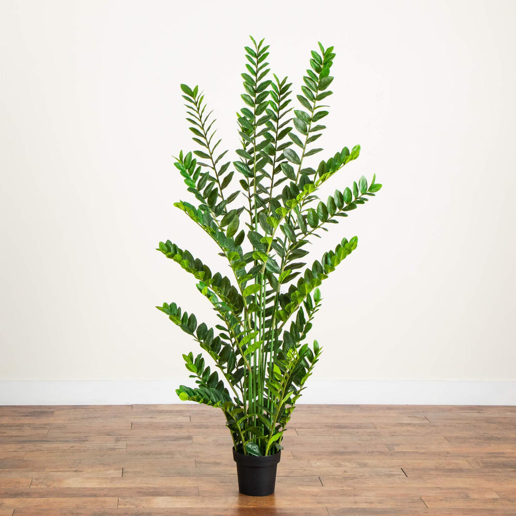 ZZ Plant (Zamioculcas) - TidyPlant