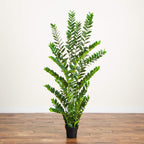 ZZ Plant (Zamioculcas) - TidyPlant