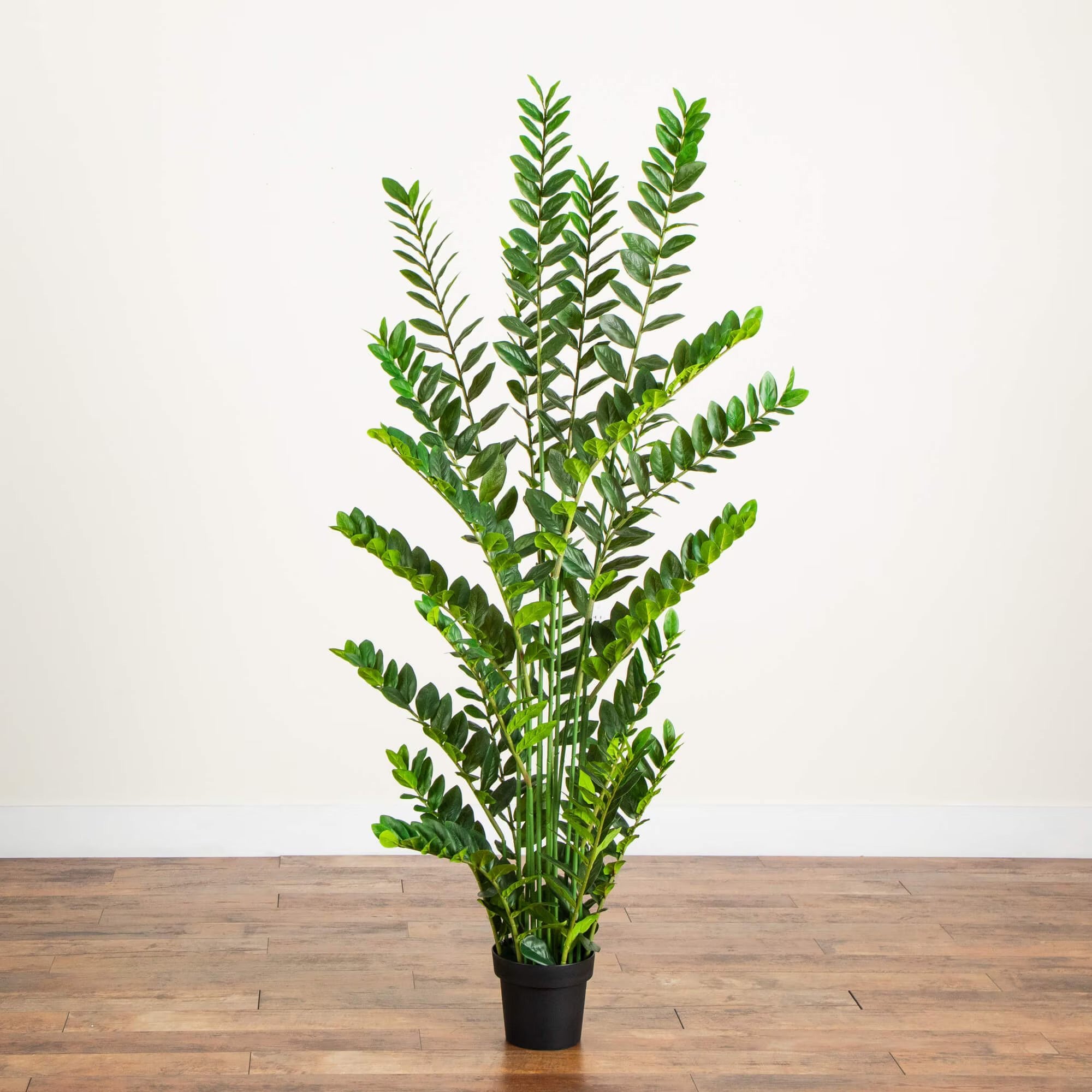 ZZ Plant (Zamioculcas) - TidyPlant