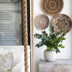 ZZ Plant (Zamioculcas) - TidyPlant