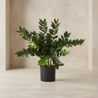 ZZ Plant (Zamioculcas) - TidyPlant