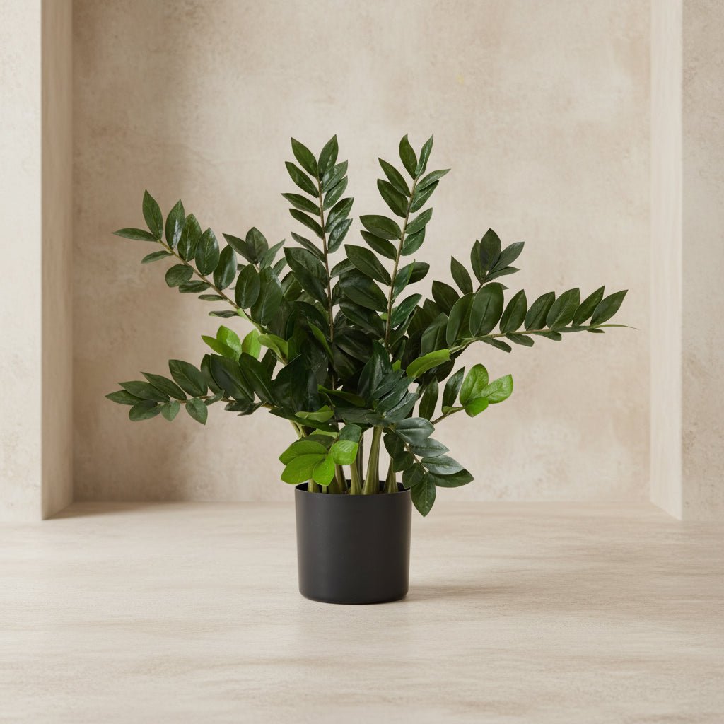 ZZ Plant (Zamioculcas) - TidyPlant
