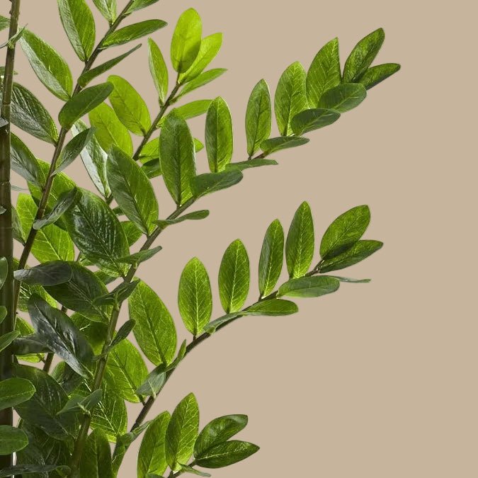 ZZ Plant (Zamioculcas) - TidyPlant