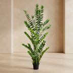ZZ Plant (Zamioculcas) - TidyPlant