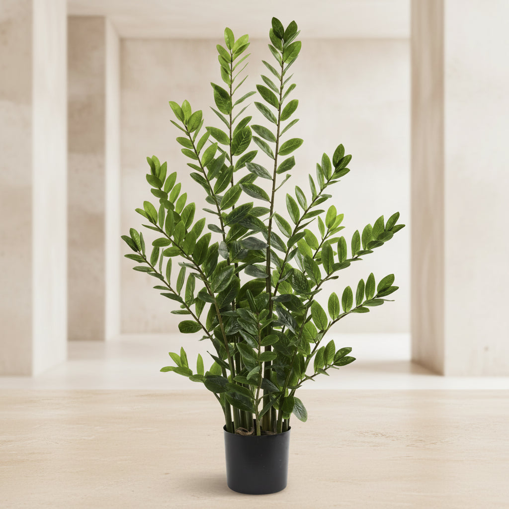 ZZ Plant (Zamioculcas) - TidyPlant