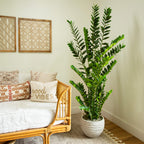 ZZ Plant (Zamioculcas) - TidyPlant