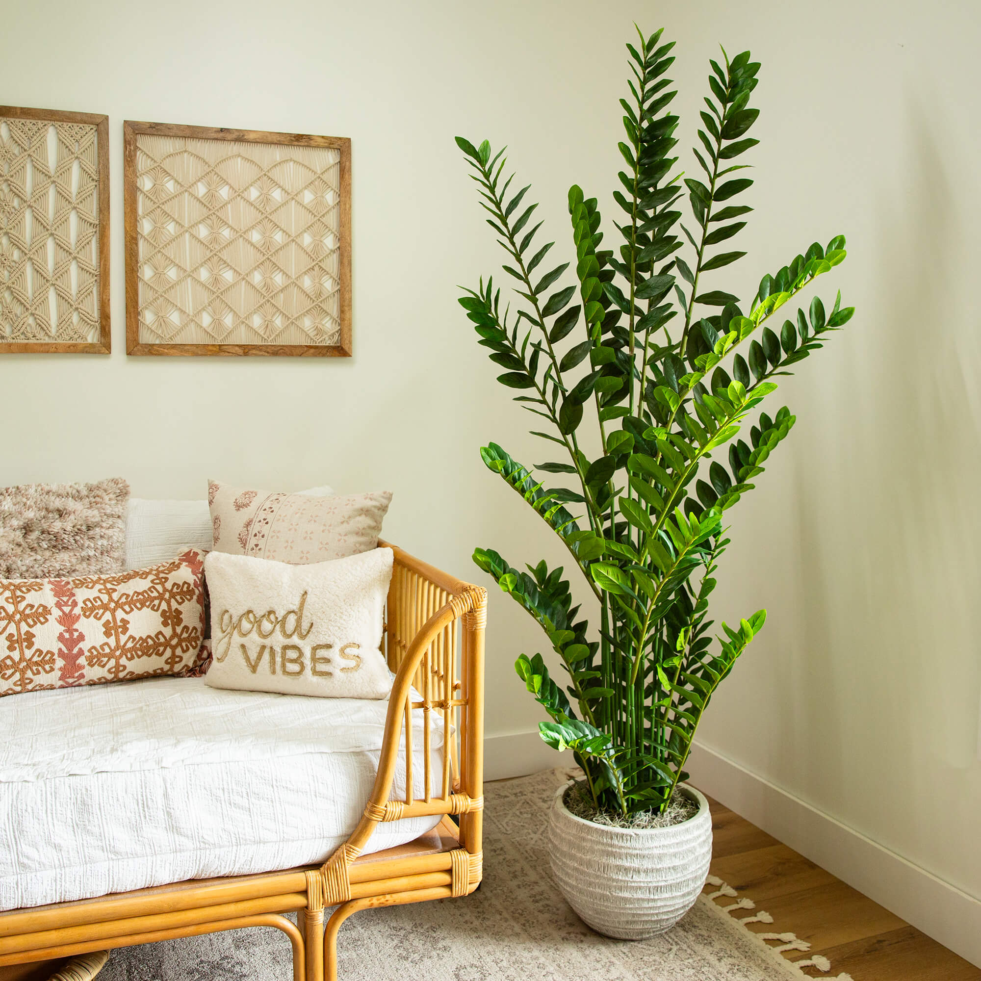 ZZ Plant (Zamioculcas) - TidyPlant
