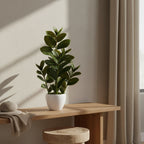 Potted plant with green leaves in a white pot on a white background
