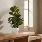 Potted plant with green leaves in a white pot on a white background